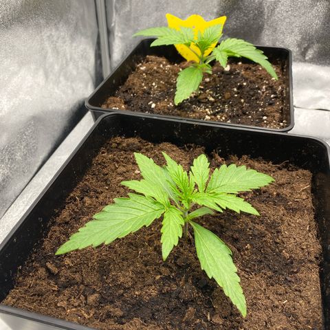 Milky Way growlog timeline photo