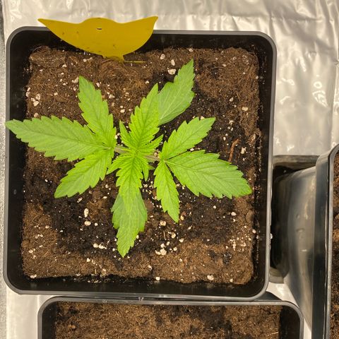 Milky Way growlog timeline photo