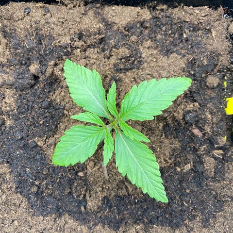 Royal Gorilla Automatic  growlog timeline photo