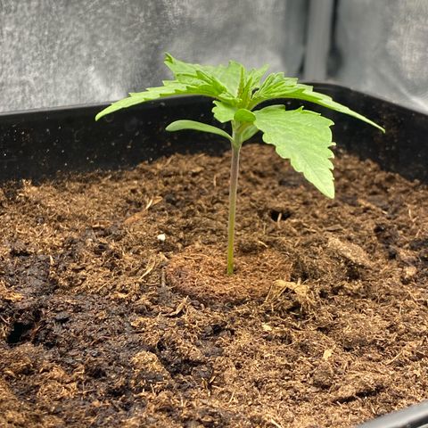 Royal Gorilla Automatic  growlog timeline photo