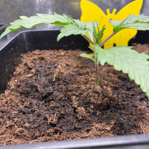 Royal Gorilla Automatic  growlog timeline photo