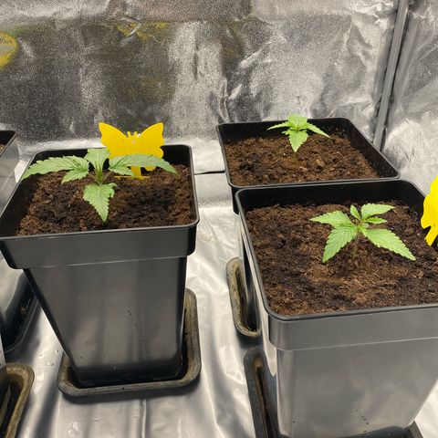 Royal Gorilla Automatic  growlog timeline photo