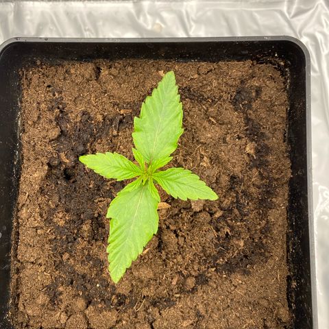 Royal Gorilla Automatic  growlog timeline photo