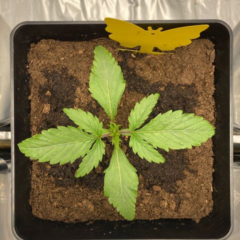Royal Gorilla Automatic  growlog timeline photo