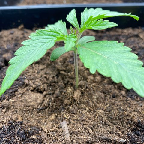 Royal Gorilla Automatic  growlog timeline photo