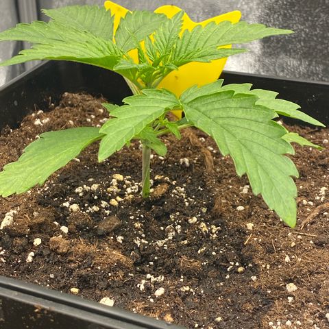Milky Way growlog timeline photo