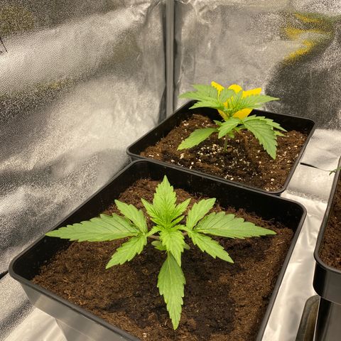 Milky Way growlog timeline photo