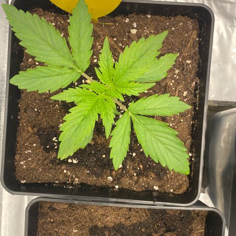 Milky Way growlog timeline photo