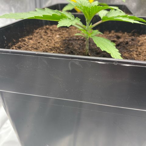 Milky Way growlog timeline photo