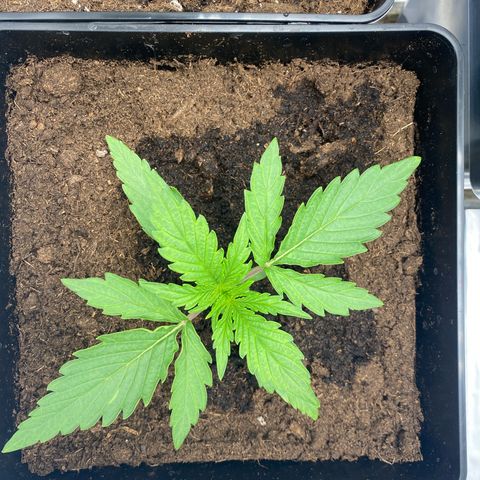 Milky Way growlog timeline photo