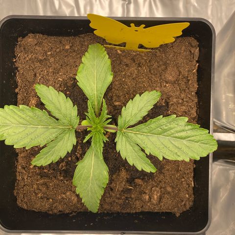 Royal Gorilla Automatic  growlog timeline photo
