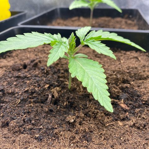 Royal Gorilla Automatic  growlog timeline photo