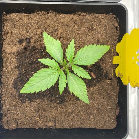 Royal Gorilla Automatic  growlog timeline photo