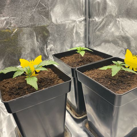 Royal Gorilla Automatic  growlog timeline photo