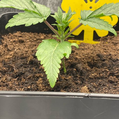 Royal Gorilla Automatic  growlog timeline photo