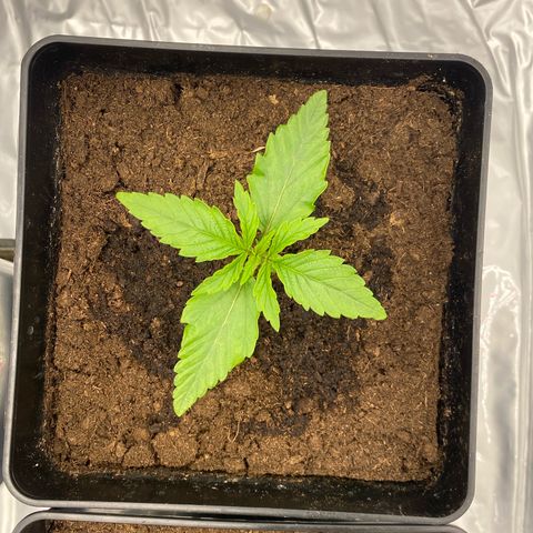 Royal Gorilla Automatic  growlog timeline photo
