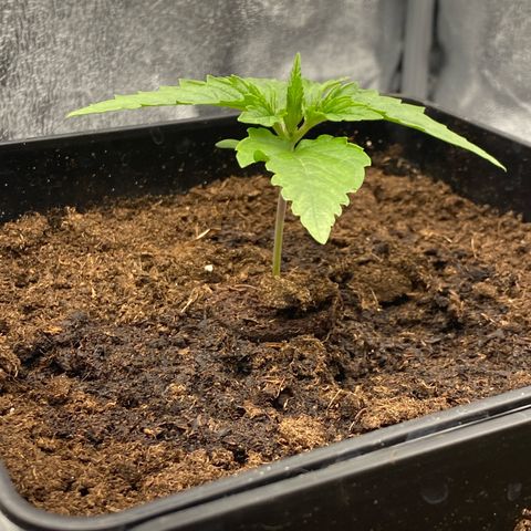 Royal Gorilla Automatic  growlog timeline photo