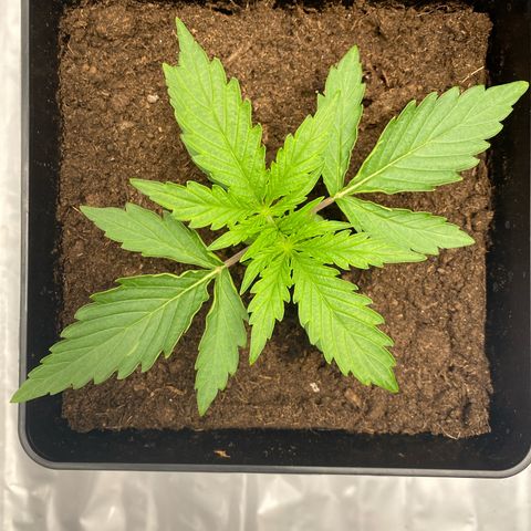 Milky Way growlog timeline photo