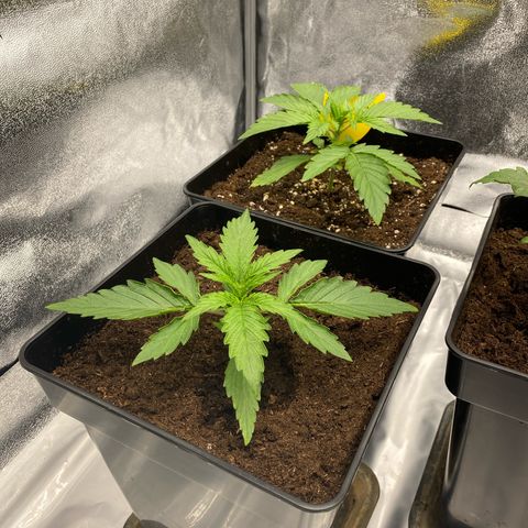 Milky Way growlog timeline photo