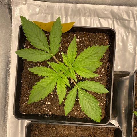 Milky Way growlog timeline photo