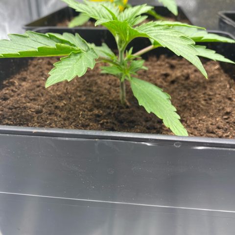 Milky Way growlog timeline photo