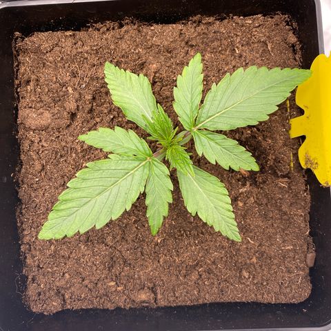 Royal Gorilla Automatic  growlog timeline photo