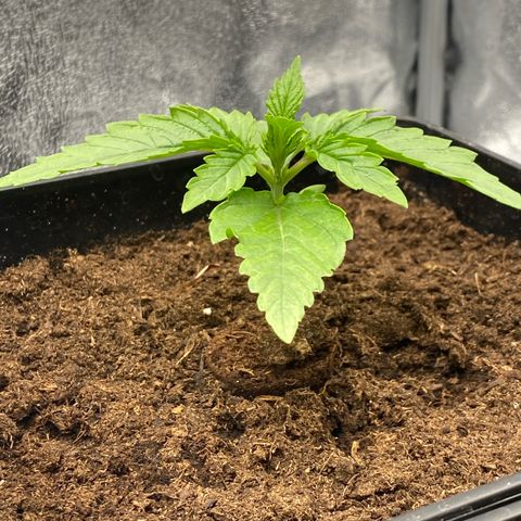 Royal Gorilla Automatic  growlog timeline photo