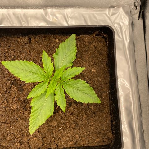 Royal Gorilla Automatic  growlog timeline photo