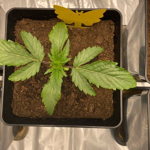 Royal Gorilla Automatic  growlog timeline photo