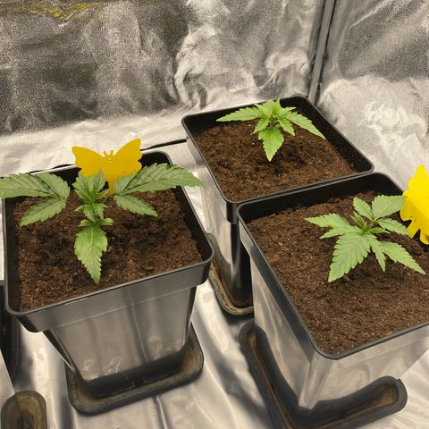 Royal Gorilla Automatic  growlog timeline photo