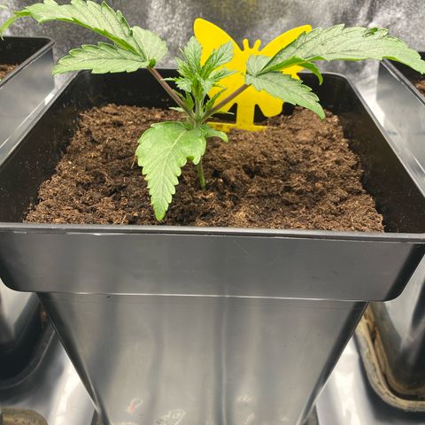 Royal Gorilla Automatic  growlog timeline photo