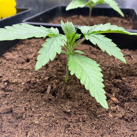 Royal Gorilla Automatic  growlog timeline photo