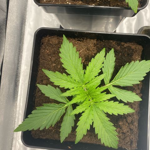 Milky Way growlog timeline photo