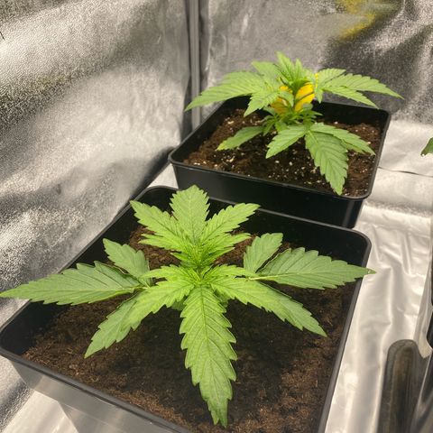 Milky Way growlog timeline photo