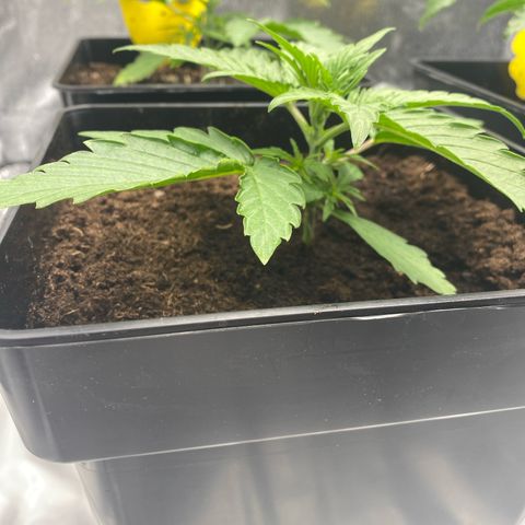 Milky Way growlog timeline photo