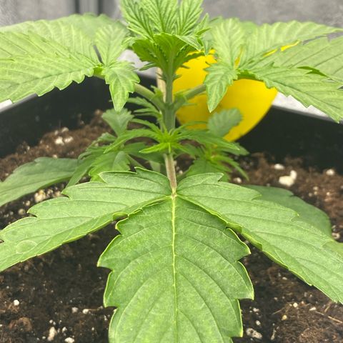Milky Way growlog timeline photo