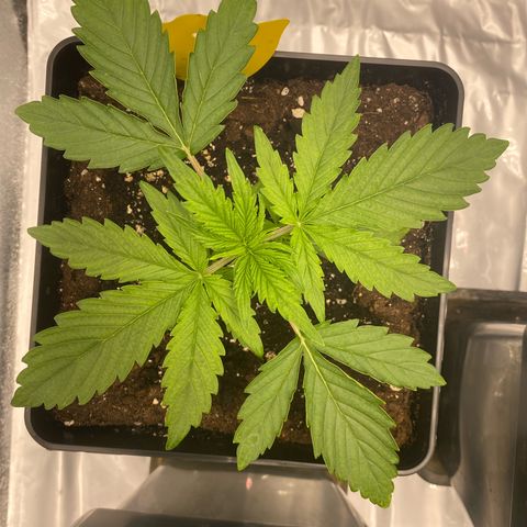 Milky Way growlog timeline photo