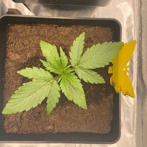 Royal Gorilla Automatic  growlog timeline photo