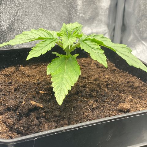 Royal Gorilla Automatic  growlog timeline photo
