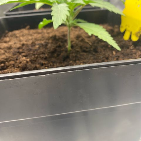 Royal Gorilla Automatic  growlog timeline photo