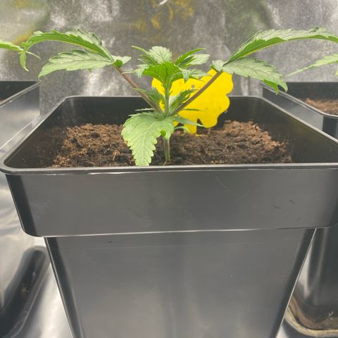 Royal Gorilla Automatic  growlog timeline photo