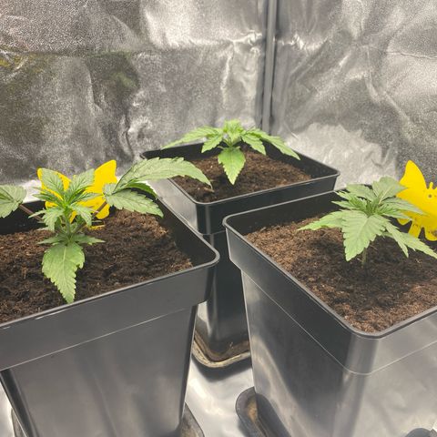 Royal Gorilla Automatic  growlog timeline photo