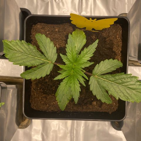 Royal Gorilla Automatic  growlog timeline photo