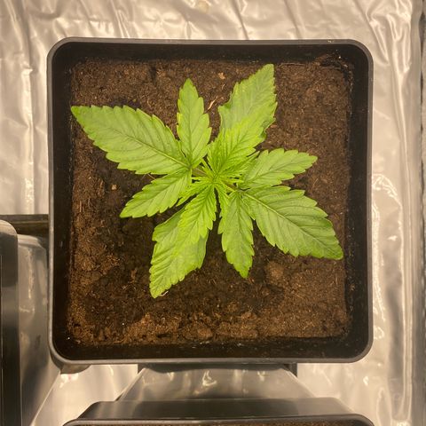 Royal Gorilla Automatic  growlog timeline photo