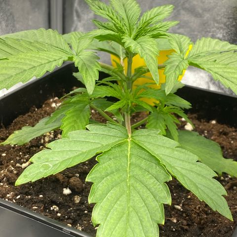 Milky Way growlog timeline photo