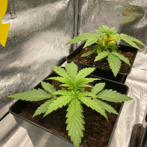 Milky Way growlog timeline photo