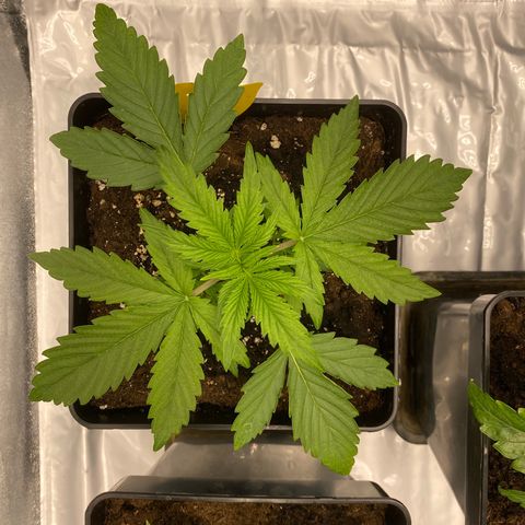 Milky Way growlog timeline photo