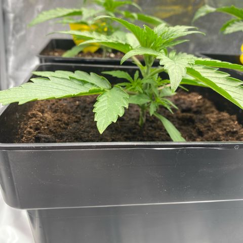 Milky Way growlog timeline photo