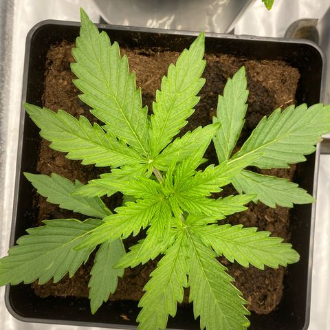Milky Way growlog timeline photo