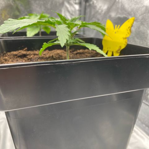 Royal Gorilla Automatic  growlog timeline photo
